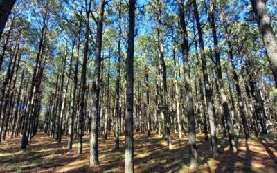 Sustentabilidad: ya hay proyectos para compensar carbono que equivalen a 20 veces la superficie de CABA