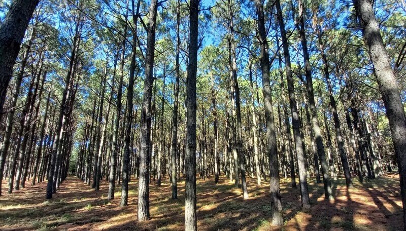forestal-bosque-arboles-inta