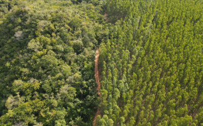 Unas 400.000 hectáreas de bosques aspiran a llegar al mercado de bonos de carbono: ¿Qué compañías son las que están desarrollando esos proyectos?